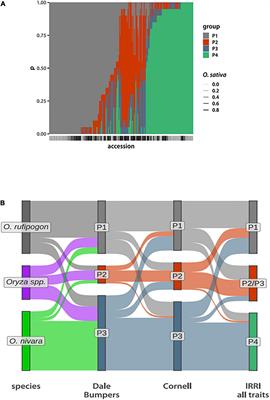 Phenotypic Variation and the Impact of Admixture in the Oryza rufipogon Species Complex (ORSC)